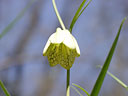 Verticila Fritilario