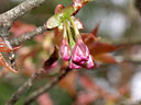 Prunus jamasakura Sieb. ex Koidz. var. naohiana Koidzumi et K. Takeuchi ex K. Takeuchi