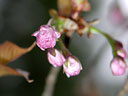 Prunus jamasakura Sieb. ex Koidz. var. naohiana Koidzumi et K. Takeuchi ex K. Takeuchi