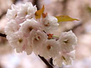 Prunus jamasakura Sieb. ex Koidz. var. naohiana Koidzumi et K. Takeuchi ex K. Takeuchi