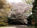 Prunus jamasakura Sieb. ex Koidz. var. naohiana Koidzumi et K. Takeuchi ex K. Takeuchi