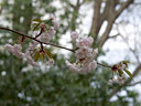 Prunus jamasakura Sieb. ex Koidz. var. naohiana Koidzumi et K. Takeuchi ex K. Takeuchi