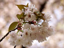 Prunus jamasakura Sieb. ex Koidz. var. naohiana Koidzumi et K. Takeuchi ex K. Takeuchi