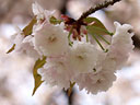 Prunus jamasakura Sieb. ex Koidz. var. naohiana Koidzumi et K. Takeuchi ex K. Takeuchi