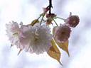 Prunus jamasakura Sieb. ex Koidz. var. naohiana Koidzumi et K. Takeuchi ex K. Takeuchi
