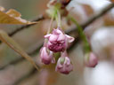 Prunus jamasakura Sieb. ex Koidz. var. naohiana Koidzumi et K. Takeuchi ex K. Takeuchi