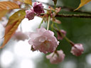 Prunus jamasakura Sieb. ex Koidz. var. naohiana Koidzumi et K. Takeuchi ex K. Takeuchi