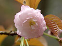 Prunus jamasakura Sieb. ex Koidz. var. naohiana Koidzumi et K. Takeuchi ex K. Takeuchi