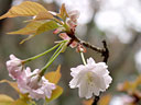 Prunus jamasakura Sieb. ex Koidz. var. naohiana Koidzumi et K. Takeuchi ex K. Takeuchi