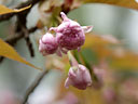 Prunus jamasakura Sieb. ex Koidz. var. naohiana Koidzumi et K. Takeuchi ex K. Takeuchi