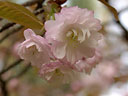 Prunus jamasakura Sieb. ex Koidz. var. naohiana Koidzumi et K. Takeuchi ex K. Takeuchi