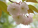 Prunus jamasakura Sieb. ex Koidz. var. naohiana Koidzumi et K. Takeuchi ex K. Takeuchi