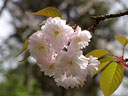 Prunus jamasakura Sieb. ex Koidz. var. naohiana Koidzumi et K. Takeuchi ex K. Takeuchi