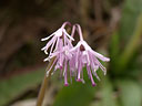 Orienta Heloniopsid